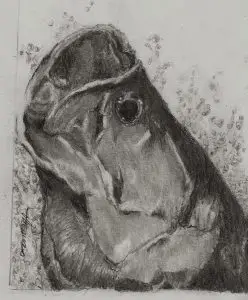 Graphite art of Tarpon